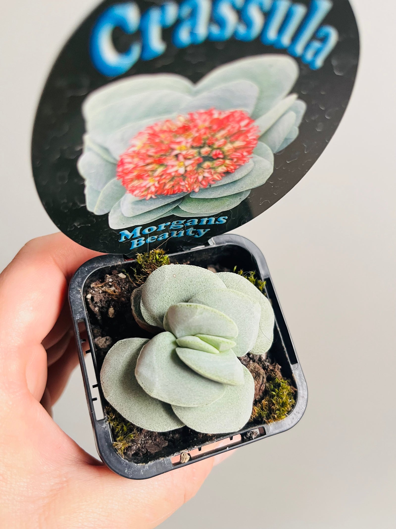 Crassula 'Morgans Beauty'