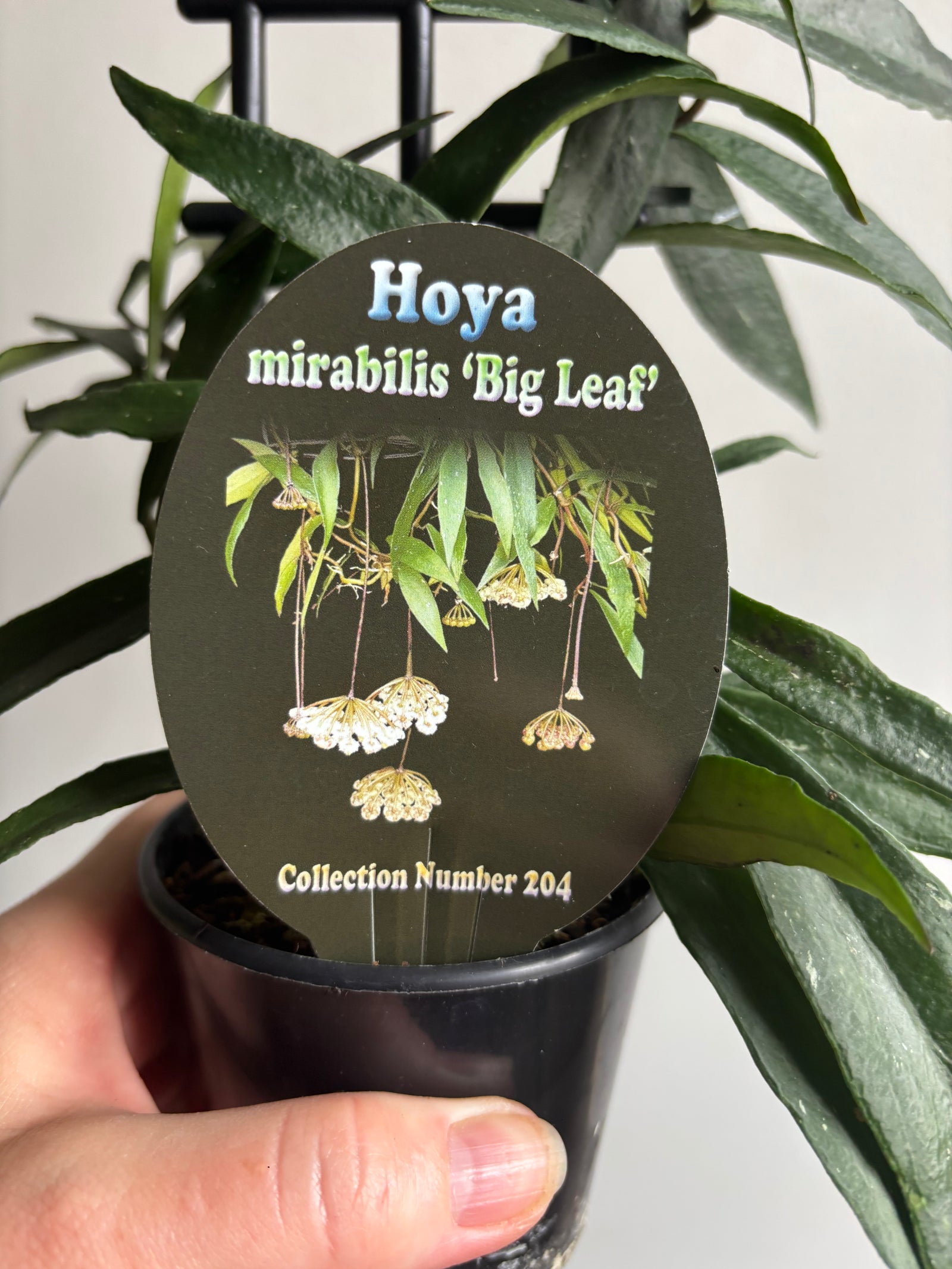 Hoya - Mirabilis ‘Big Leaf’ Collection No. 204