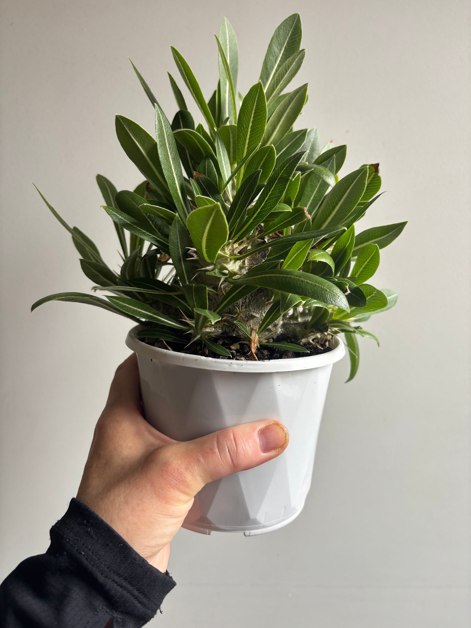 Pachypodium rosulatum