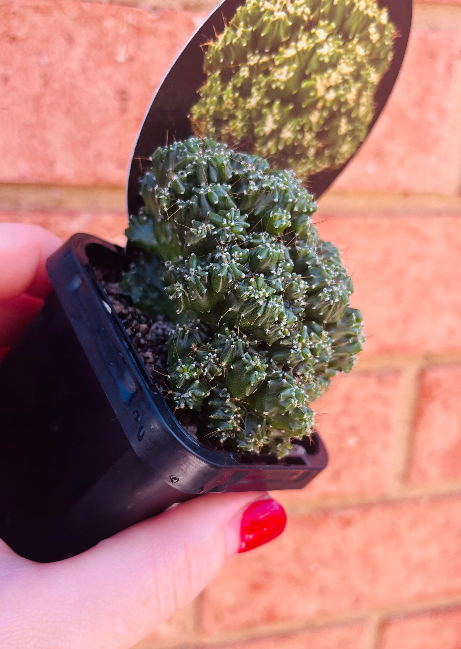 Cereus forbesii 'Tiny Tot’