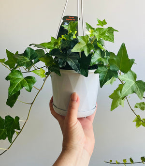 Ivy - Hedera helix ‘Dwarf English Ivy’