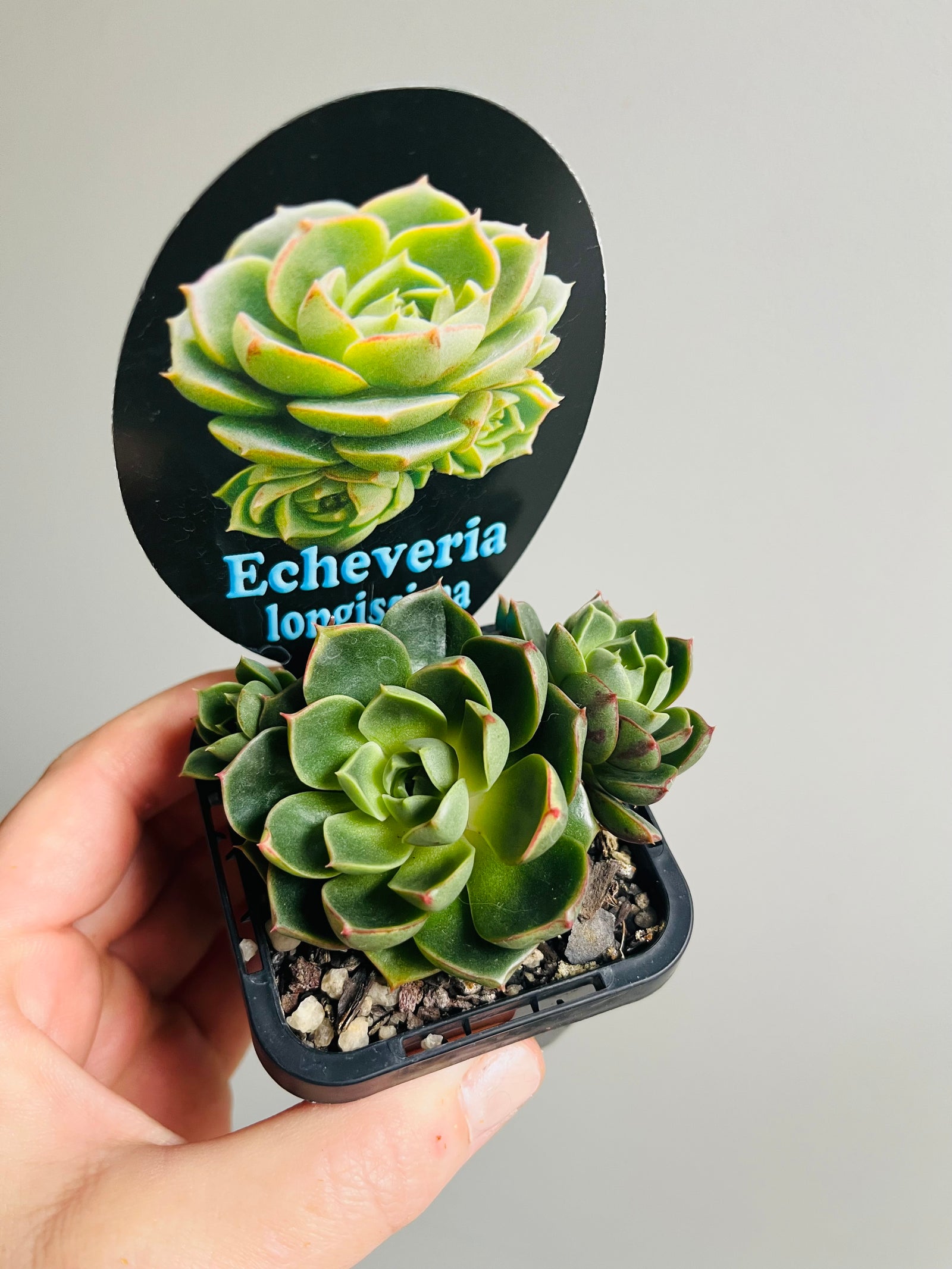Echeveria longissima