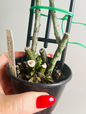 Ceropegia stapeliiformis