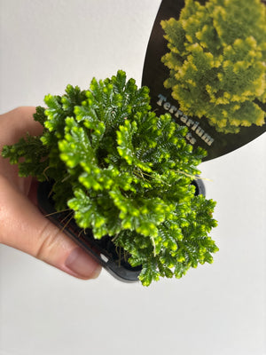 Selaginella martensii variegata - 'Jori'