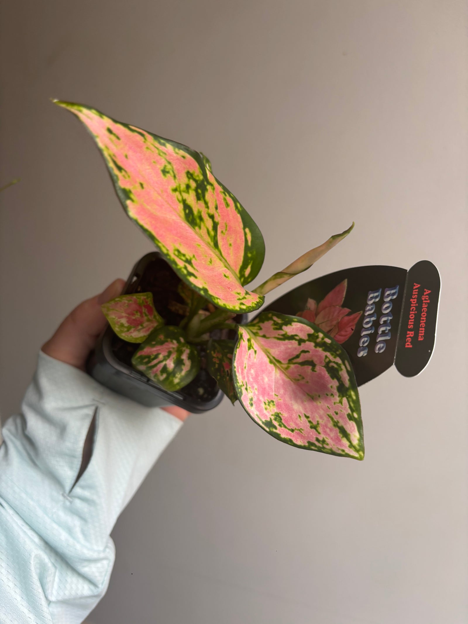 Aglaonema 'Auspicious Red' - Chinese Evergreen Plants