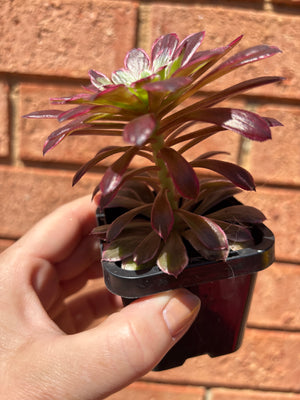 Aeonium arboreum cv. Mardi Gras