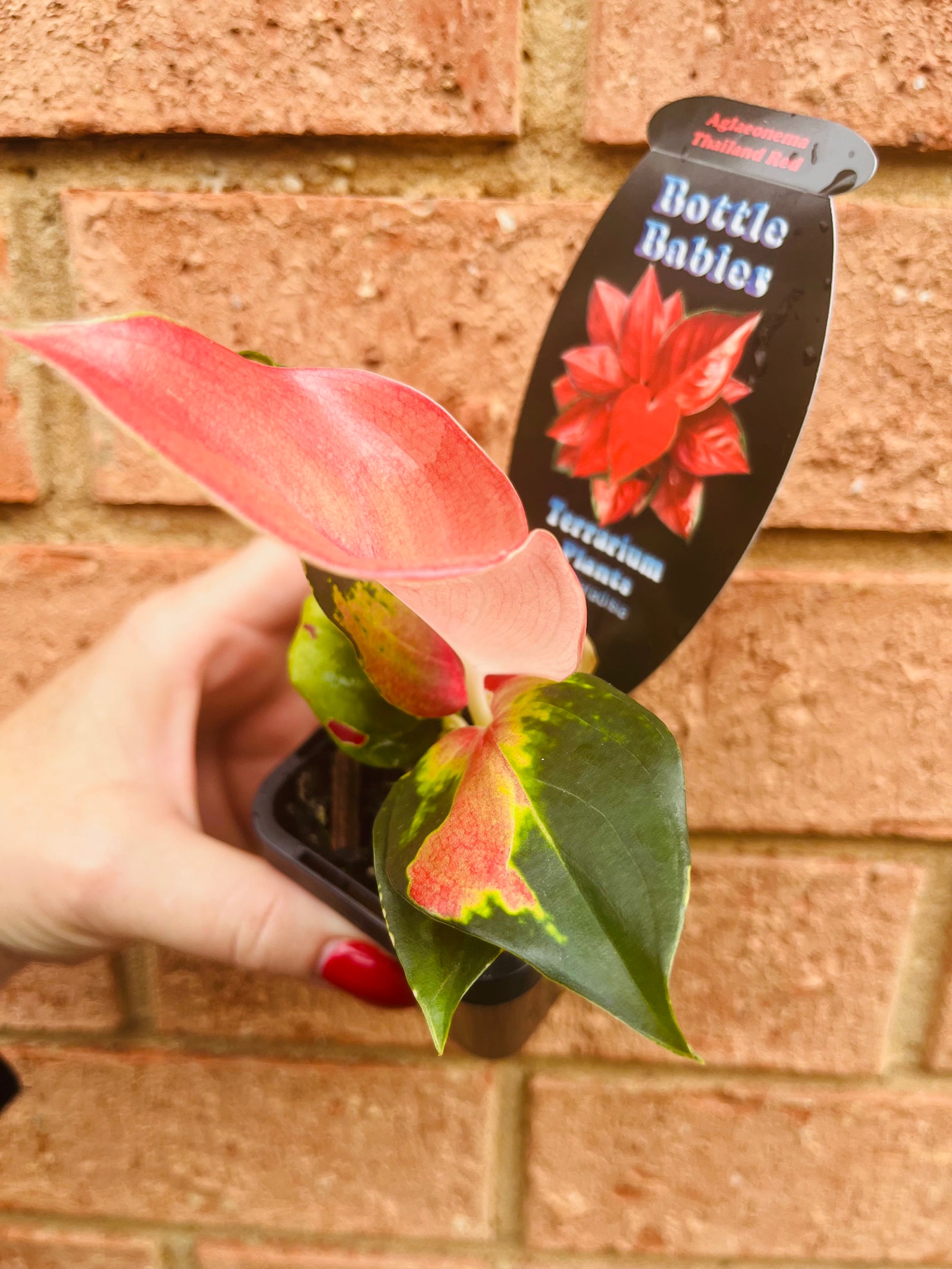 Aglaonema 'Thailand Red' - Chinese Evergreen Plants