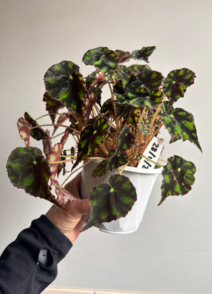 Begonia - Boweri