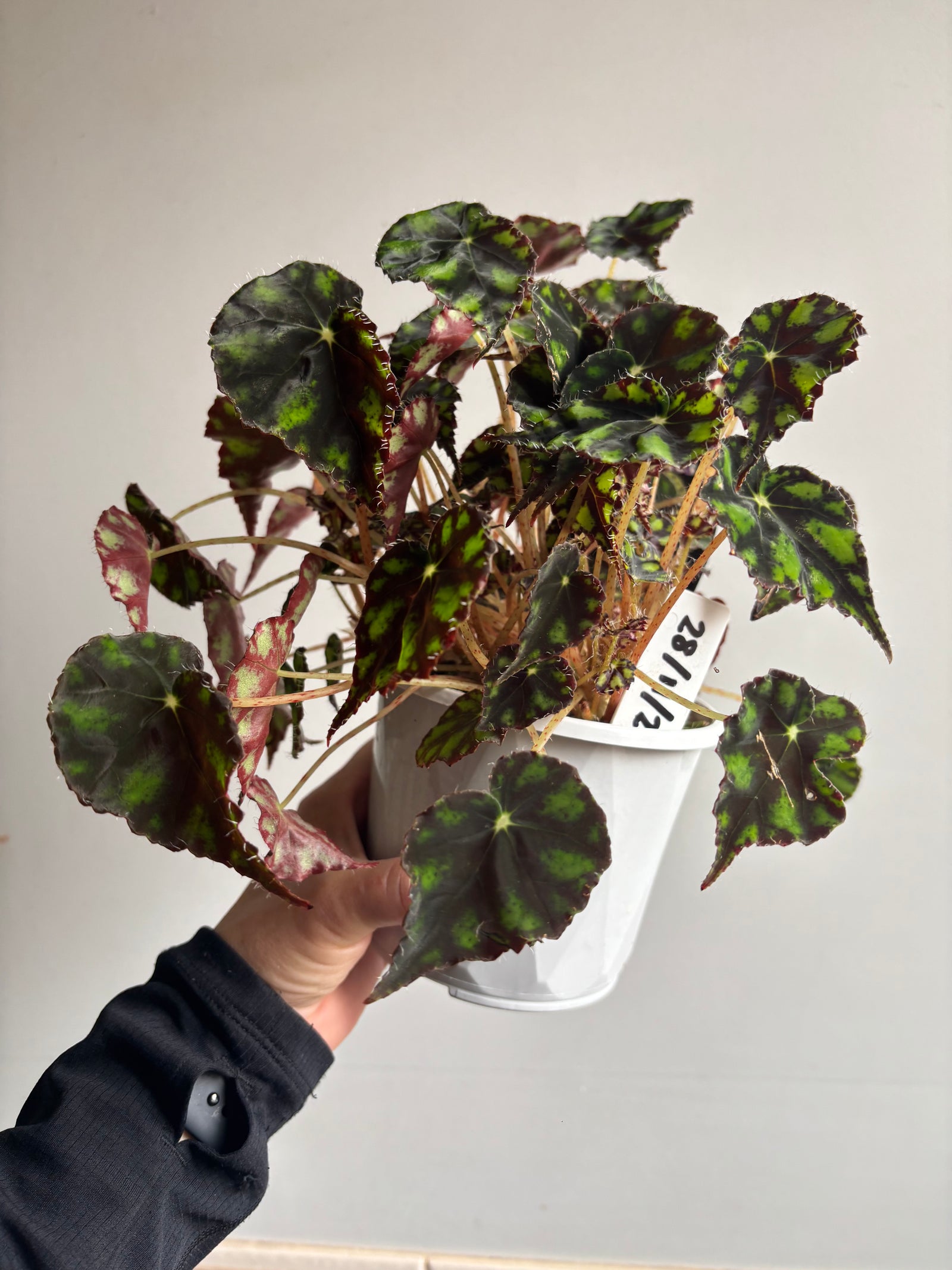 Begonia - Boweri