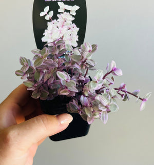 Callisia repens - Pink Panther aka Pink Lady