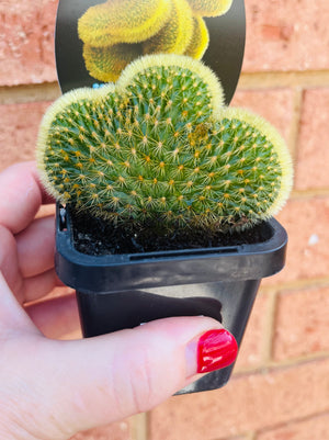 Cleistocactus winteri 'Cristata syn Hildewinteria aureispina 'Cristata'