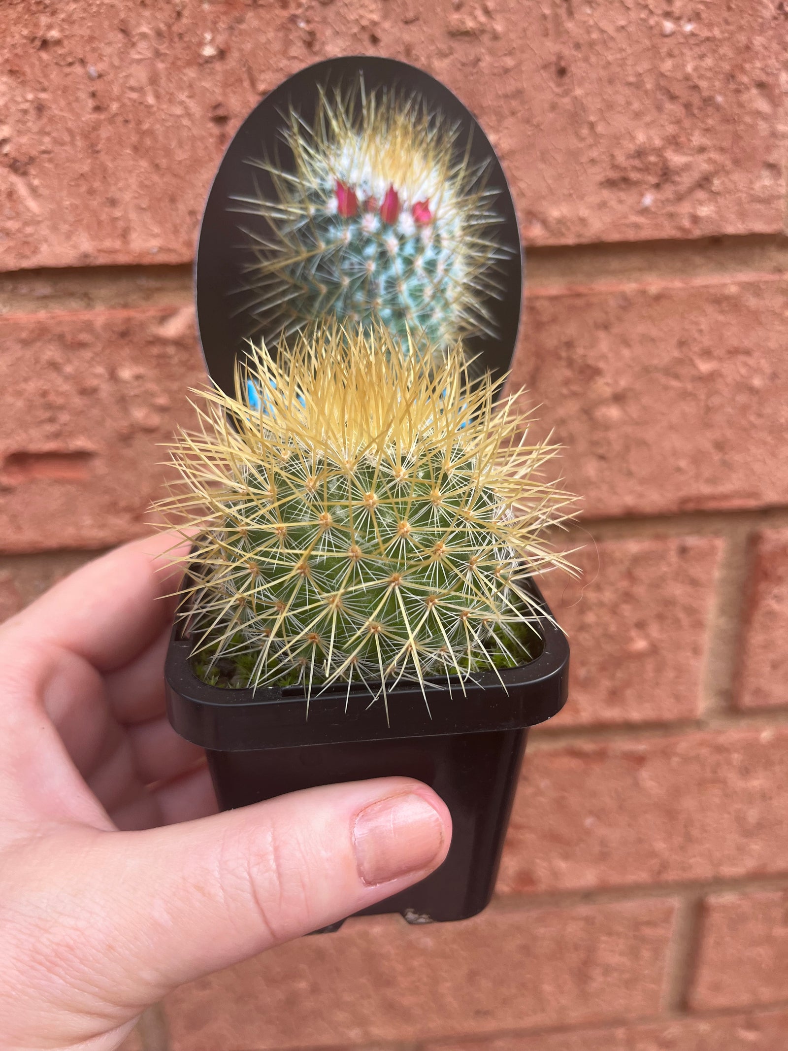 Mammillaria rhodantha ssp. pringlei