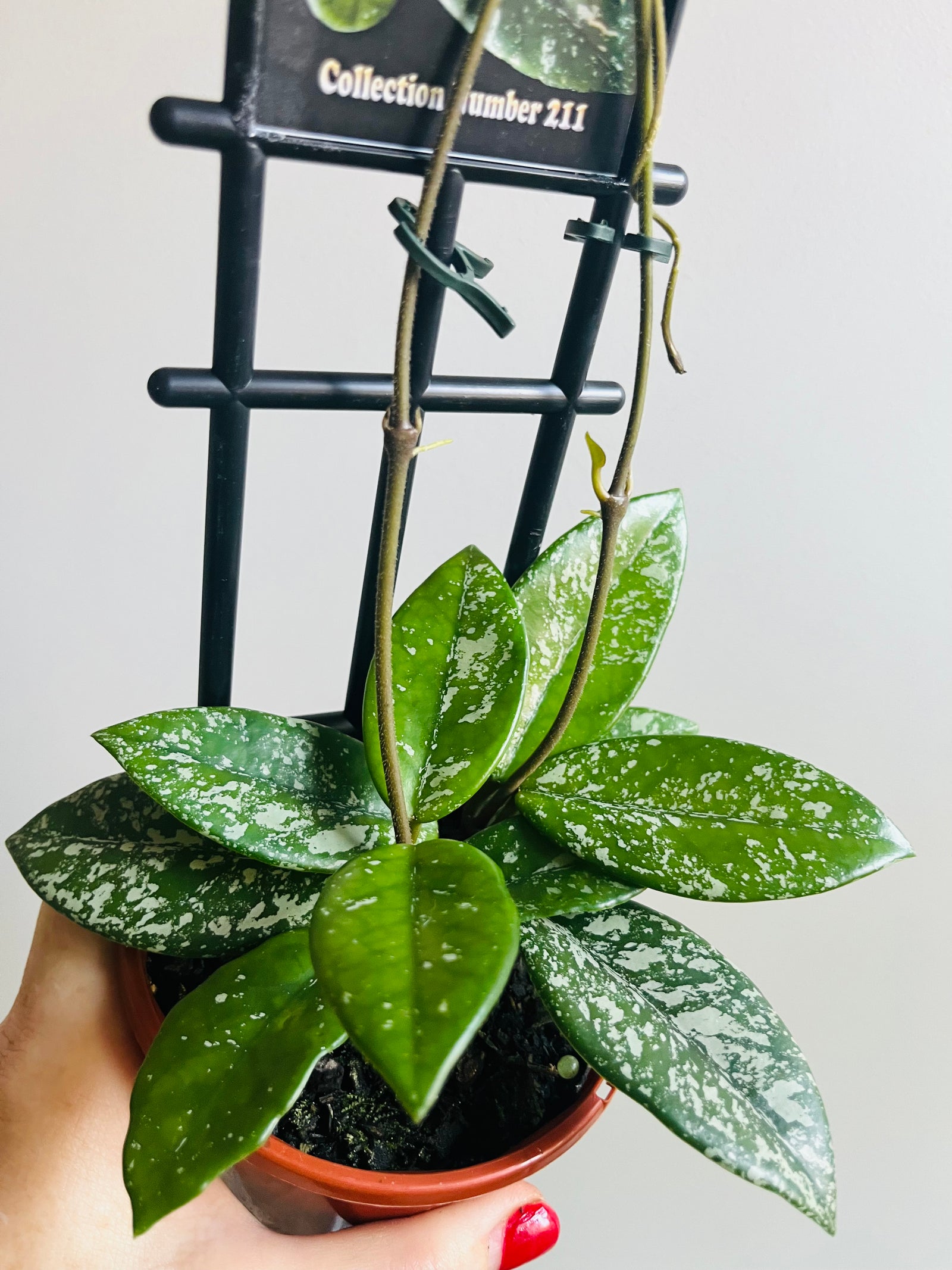 Hoya - Carnosa ‘Wilbur Graves’ Collection No. 211