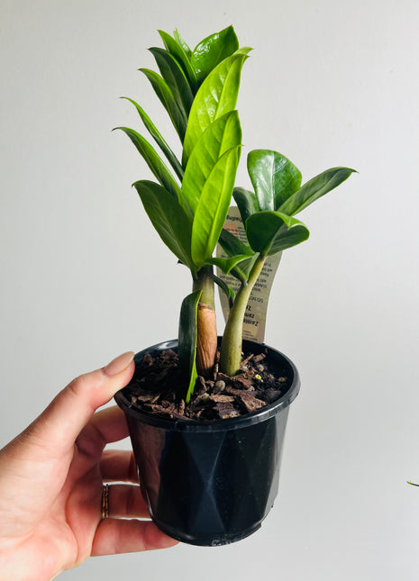 Zamioculcas Zamiifolia - Zanzibar Zenzii