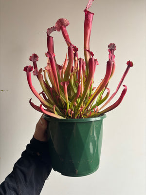 Sarracenia ‘Judith Hindle’