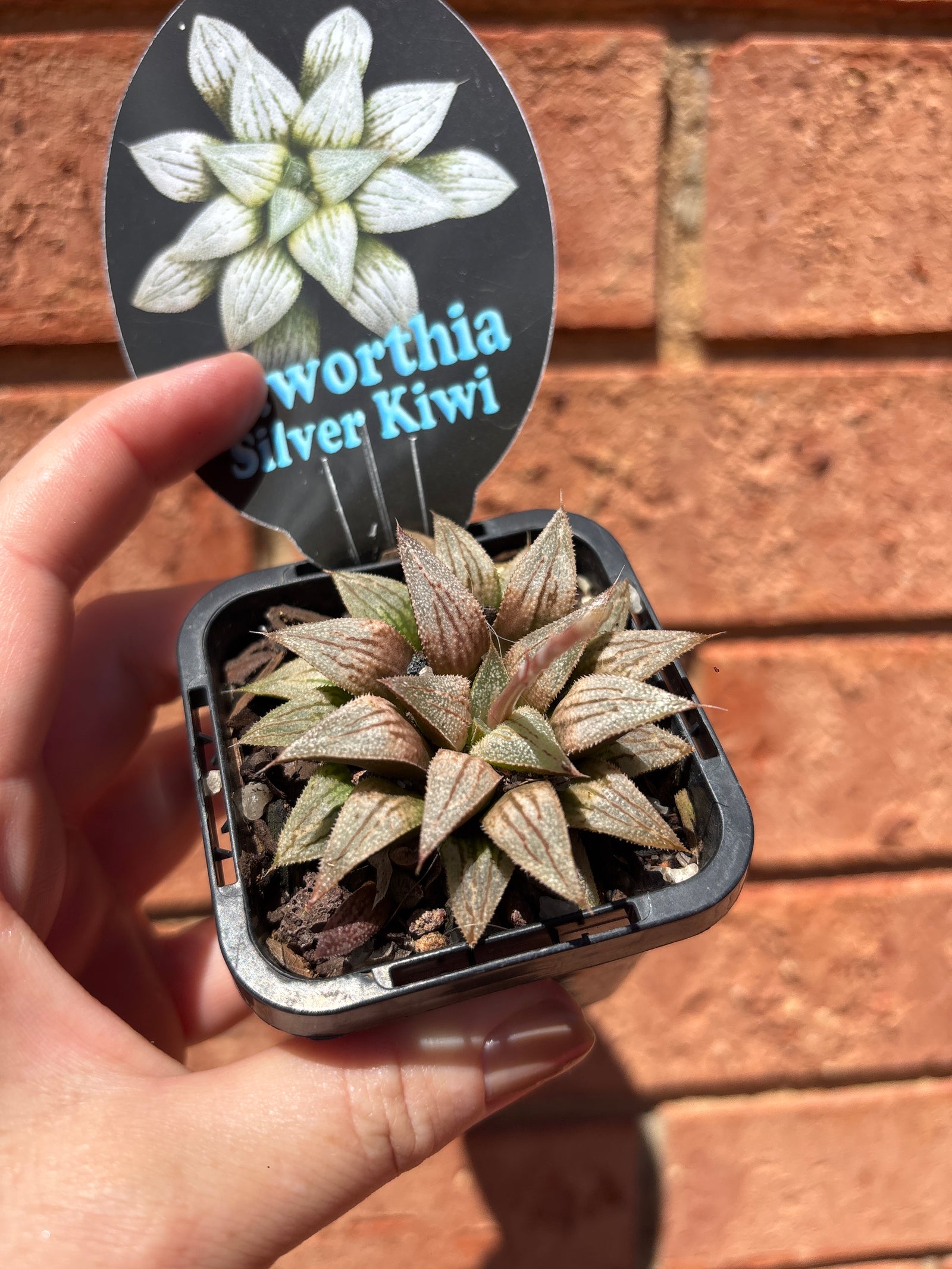 Haworthia cv. 'Silver Kiwi'