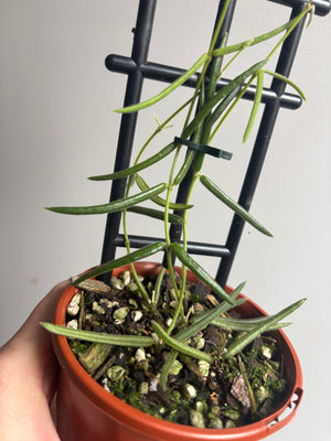 Hoya - Linearis Collection No. 79