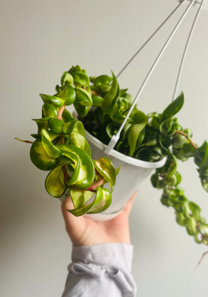 Hoya - Indian Rope Inside Variegate Collection No. 2.1