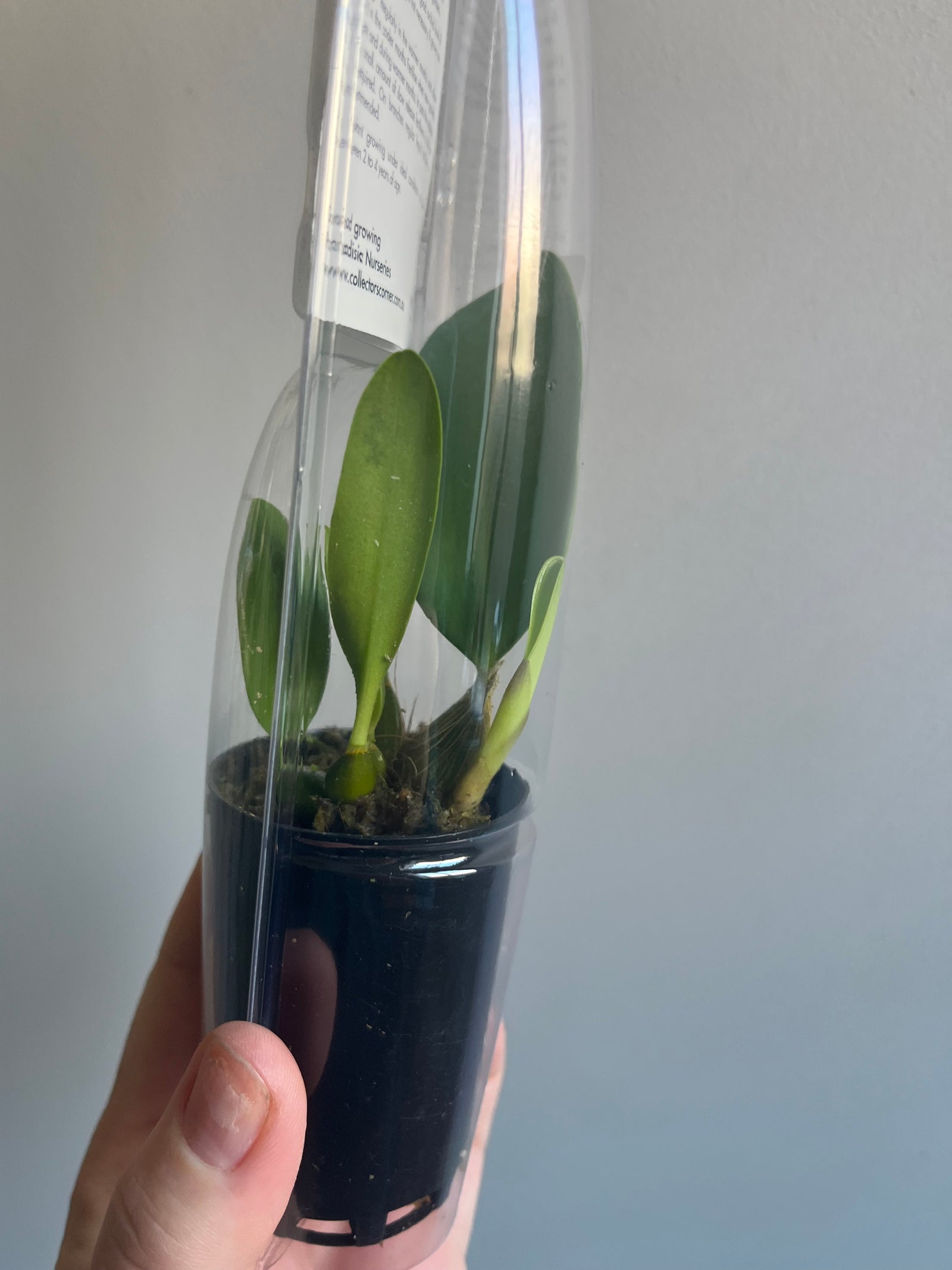 Dendrobium Australian Native Hybrid