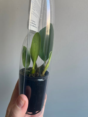 Dendrobium Australian Native Hybrid