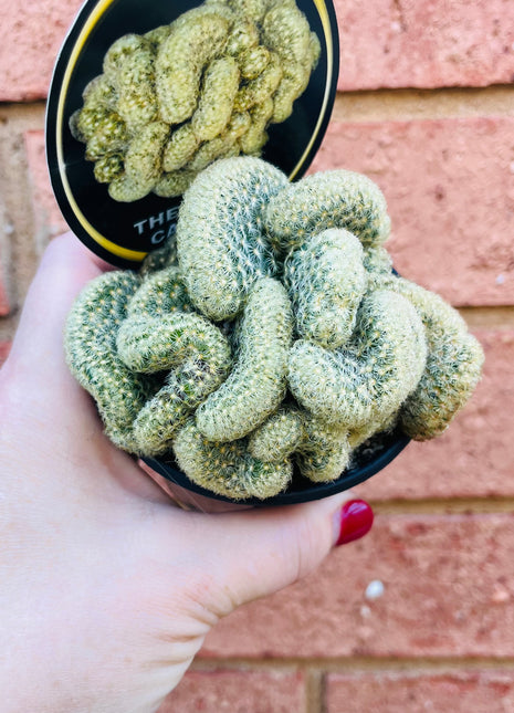 Mammillaria Elongata Cristata - The Brain Cactus