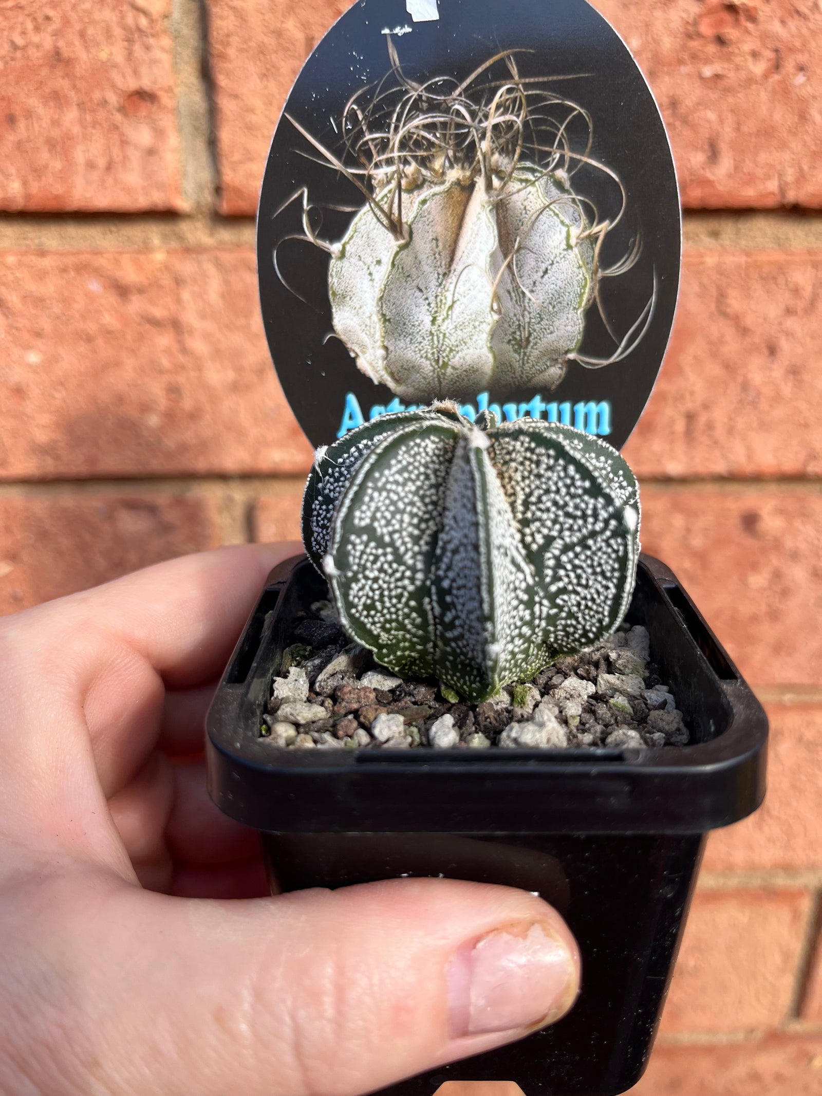 Astrophytum capricorne 'The Goats Horn Cactus'
