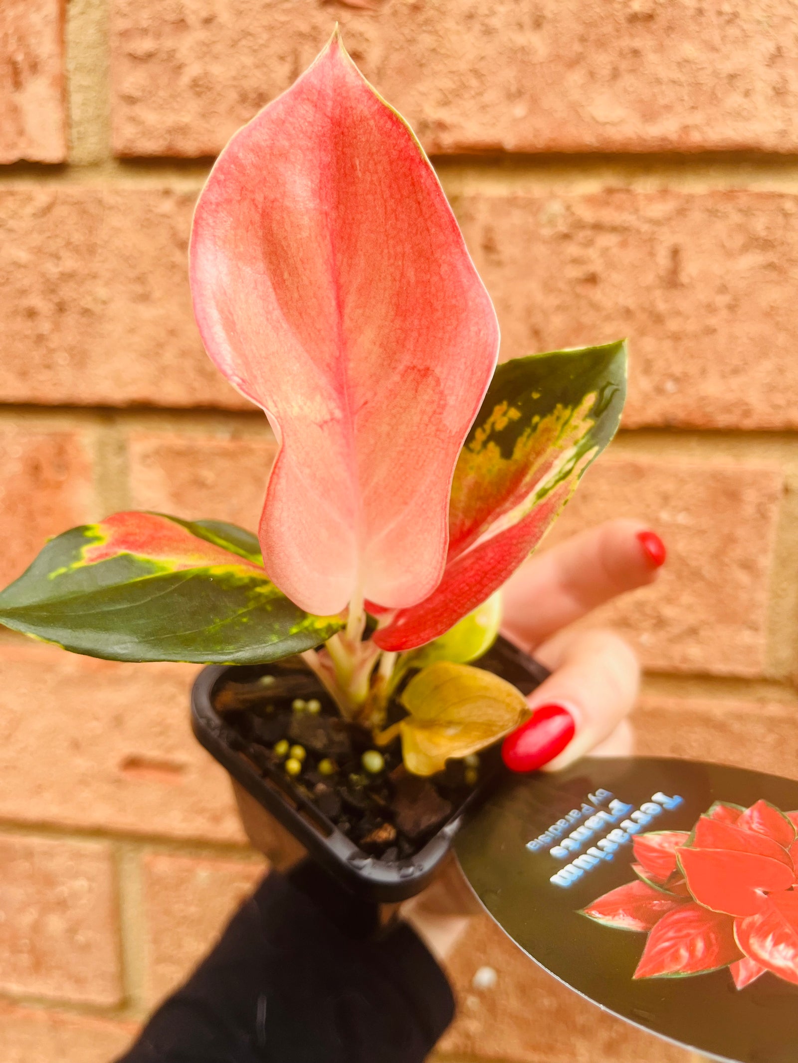 Aglaonema 'Thailand Red' - Chinese Evergreen Plants