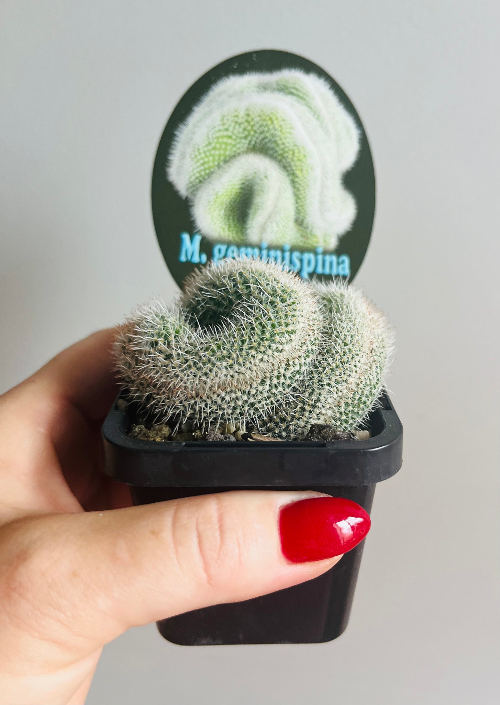 Mammillaria geminispina ‘Cristata’