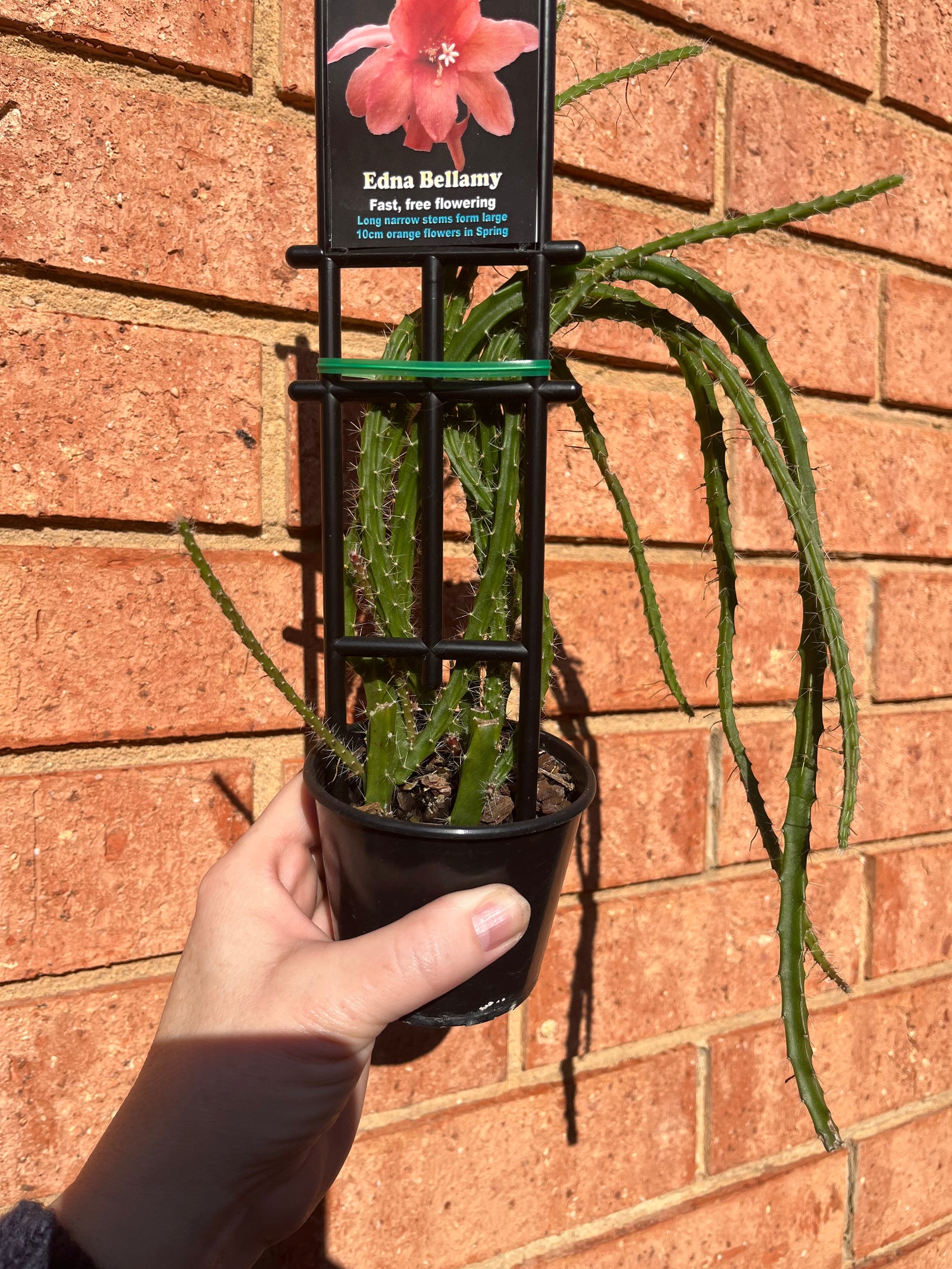 Aporophyllum ‘Edna Bellamy’