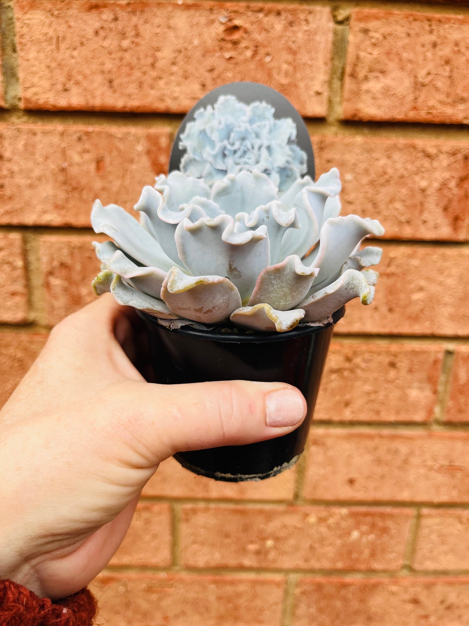 Echeveria 'Crispate Beauty'