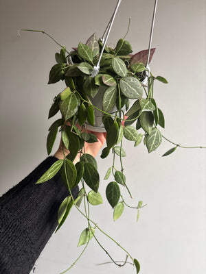 Dischidia ovata - Watermelon Dischidia
