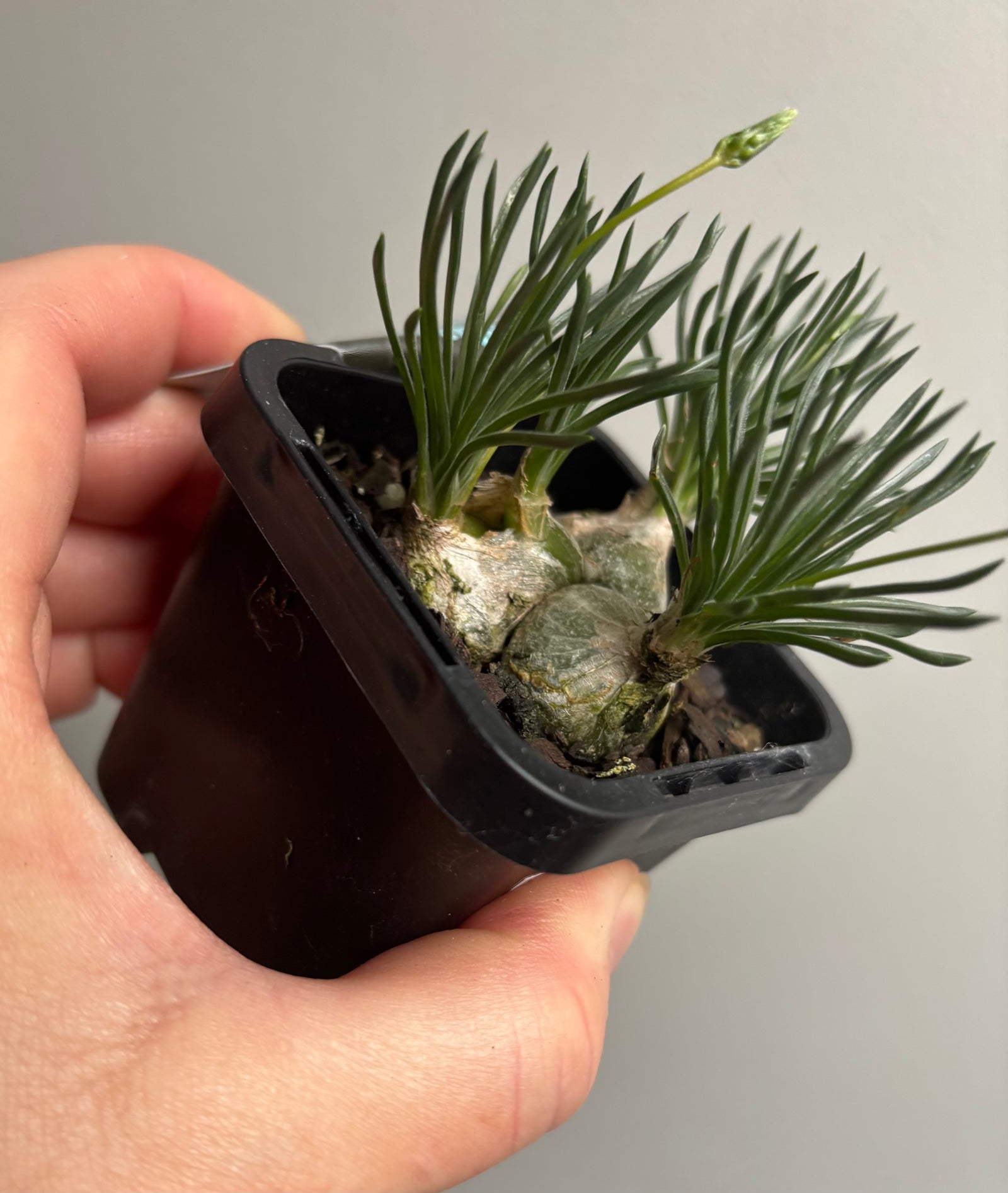 Ornithogalum sardienii