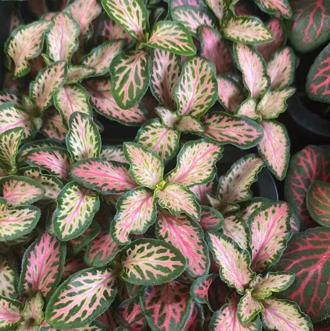 Fittonia - Pink Forest Flame