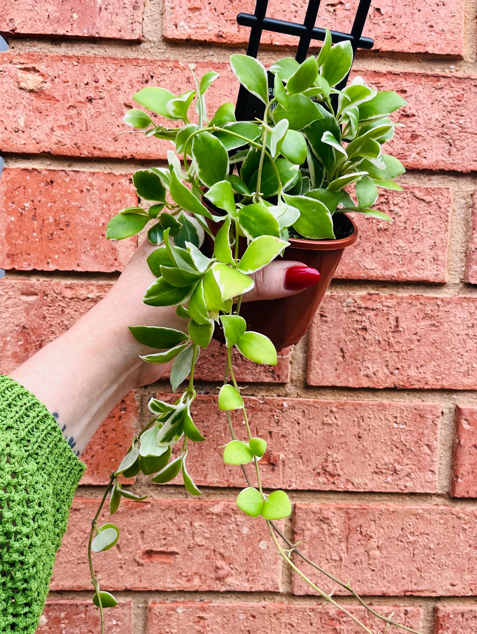 Hoya - Heuschkeliana albomarginata Collection No. 213