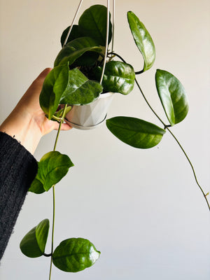 Hoya - Fungii Collection No. 24