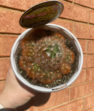 Mammillaria carmanae - Feather Cactus