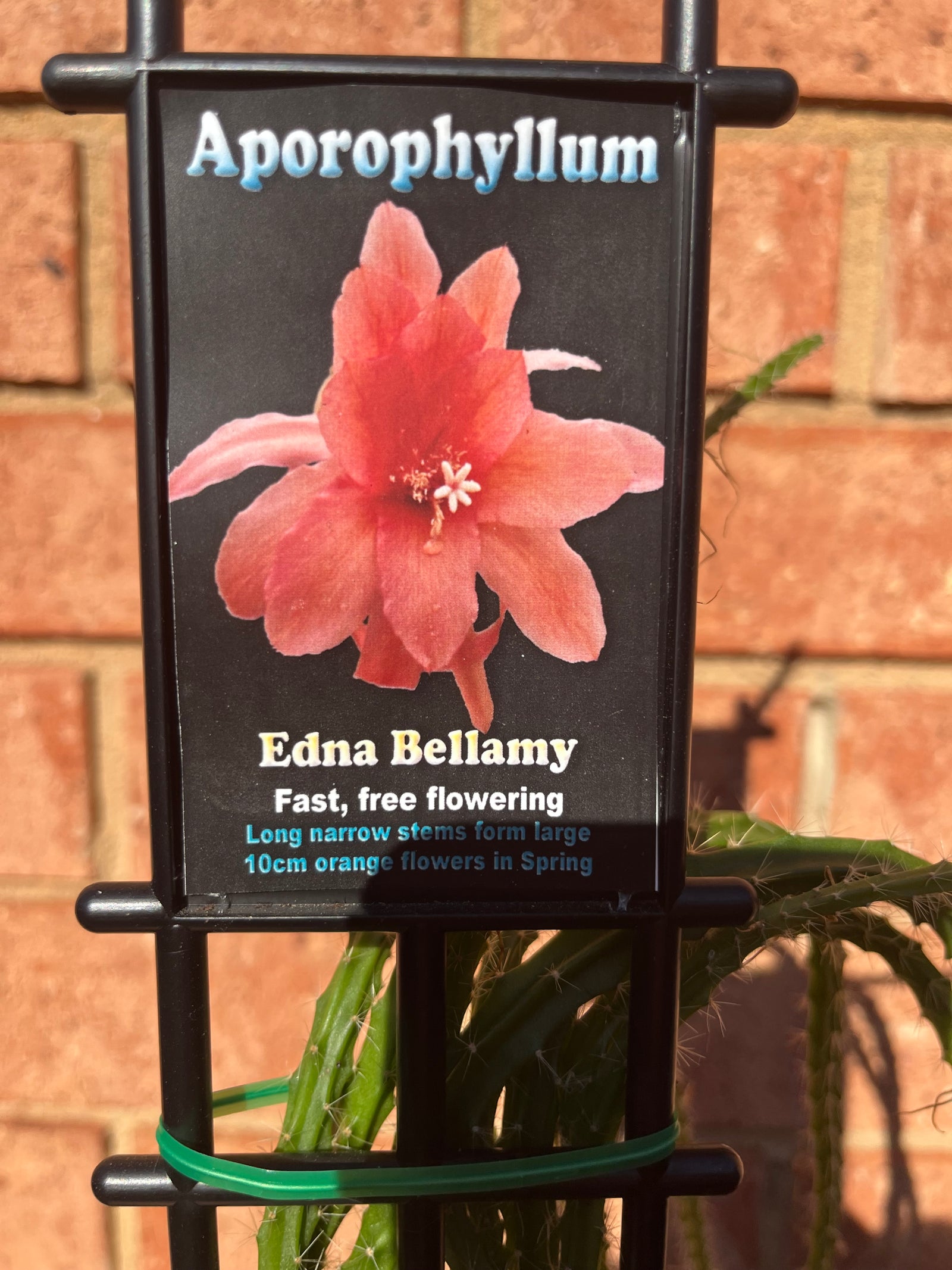 Aporophyllum ‘Edna Bellamy’