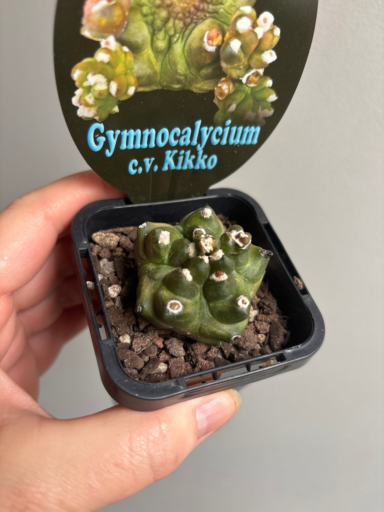 Gymnocalycium c.v. Kikko