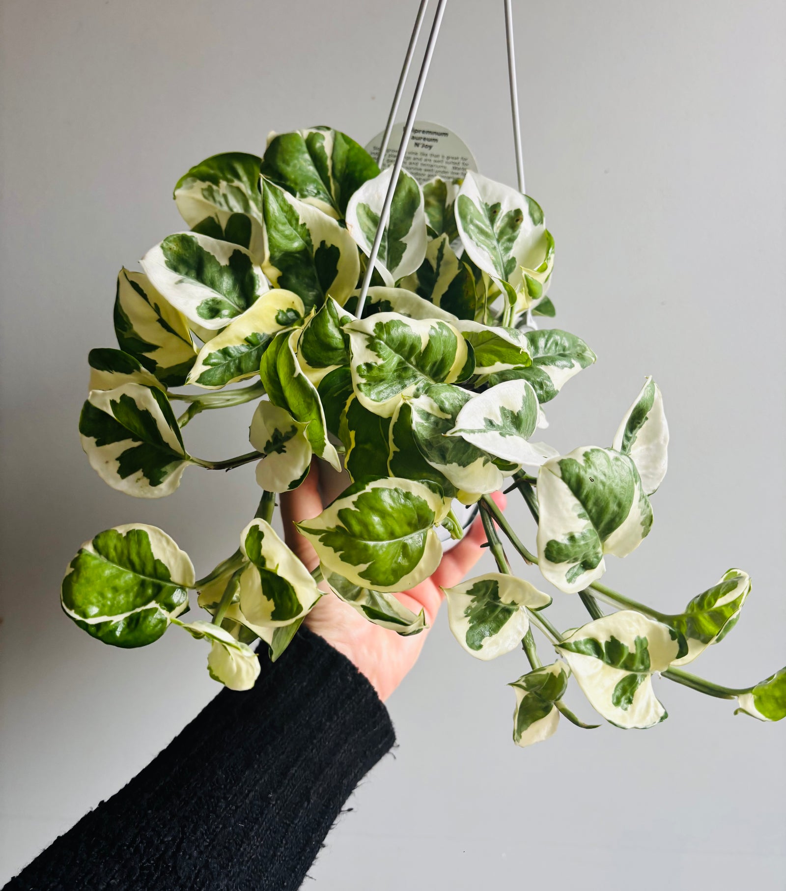 Epipremnum Aureum - N’Joy