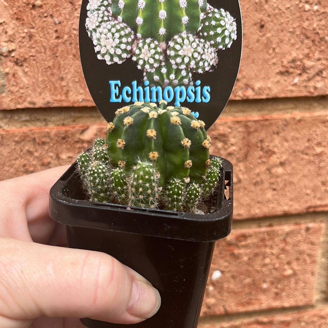 Echinopsis Scoullar