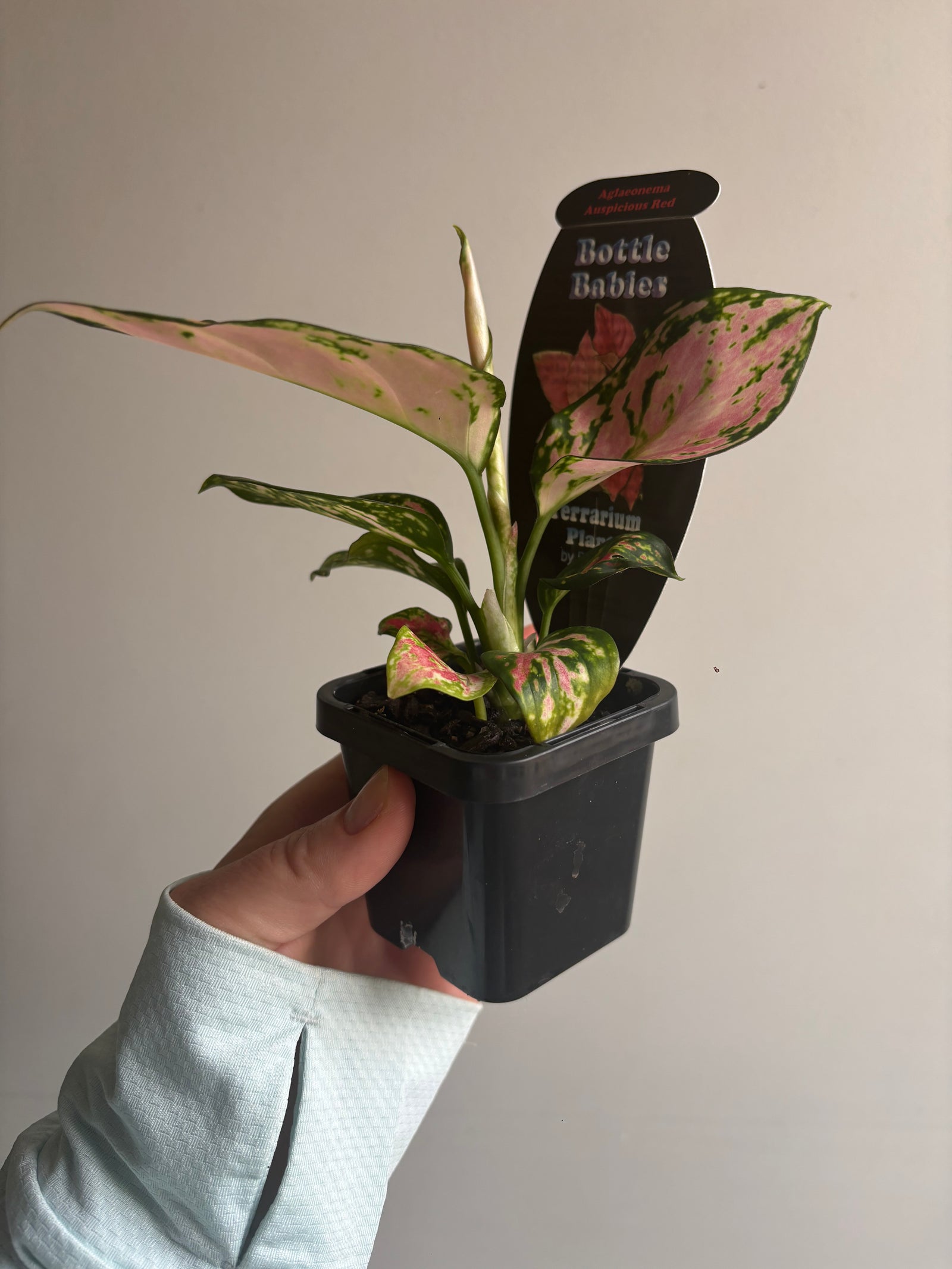 Aglaonema 'Auspicious Red' - Chinese Evergreen Plants