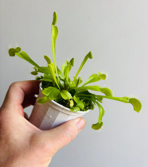 Venus Fly Trap (NOID) B