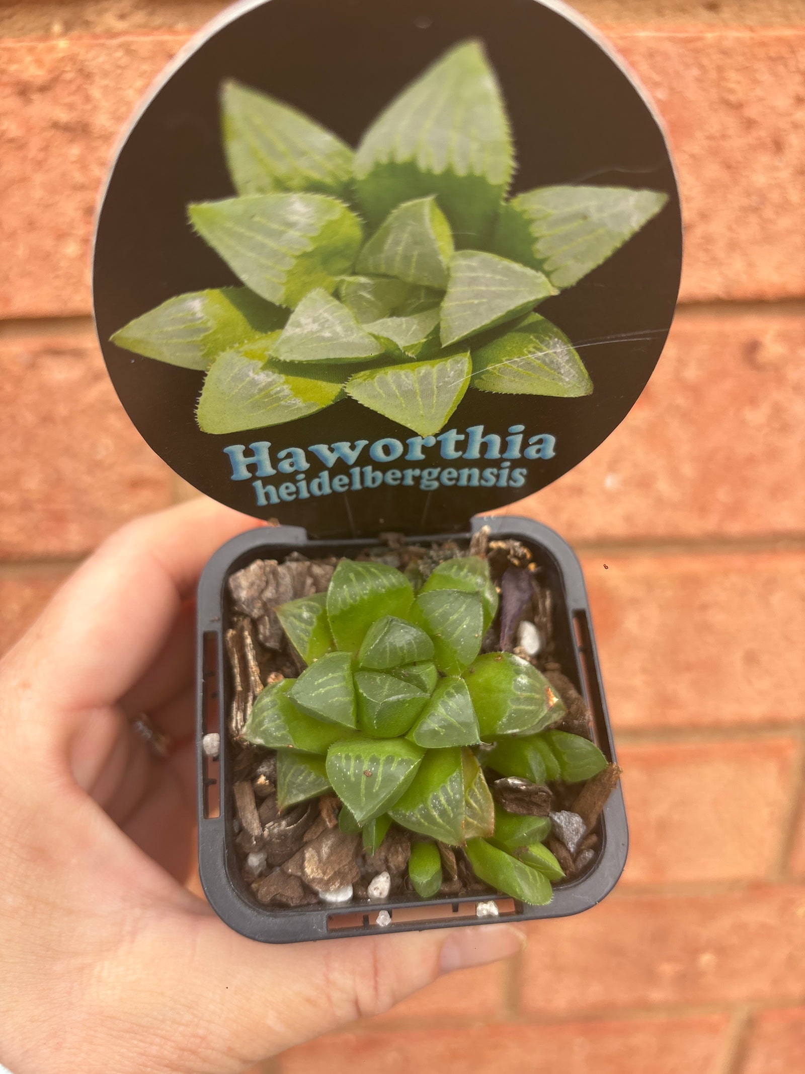 Haworthia heidelbergensis