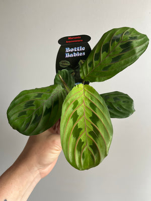 Maranta Leuconeura - Red Vein Prayer Plant