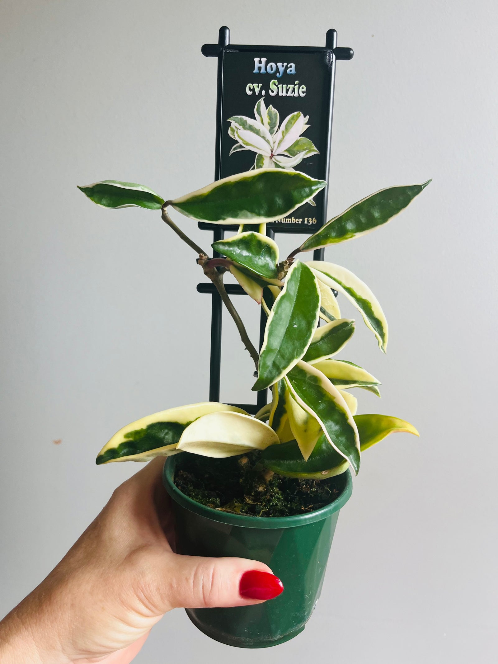 Hoya - cv. Suzie Collection No. 136