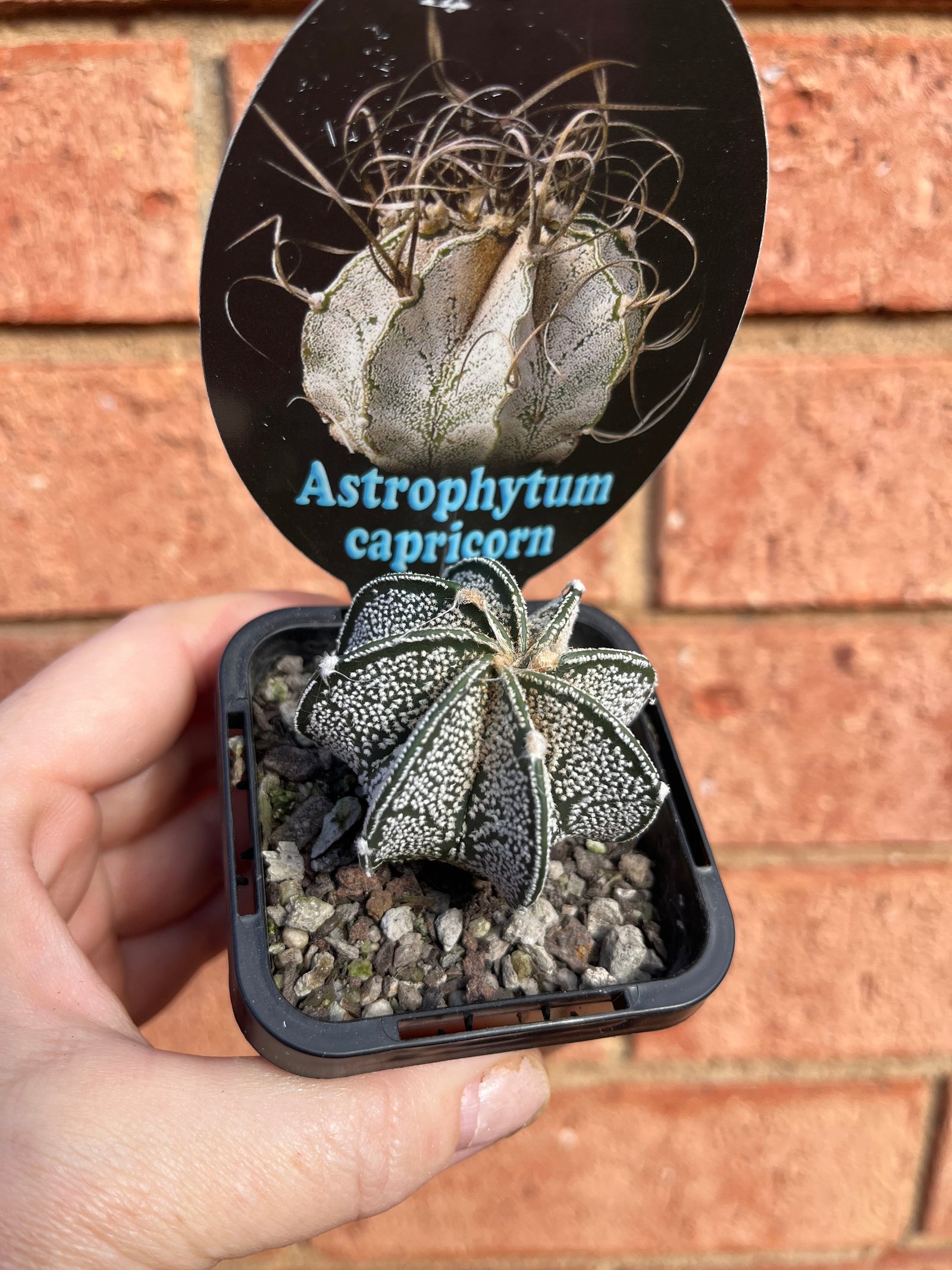 Astrophytum capricorne 'The Goats Horn Cactus'
