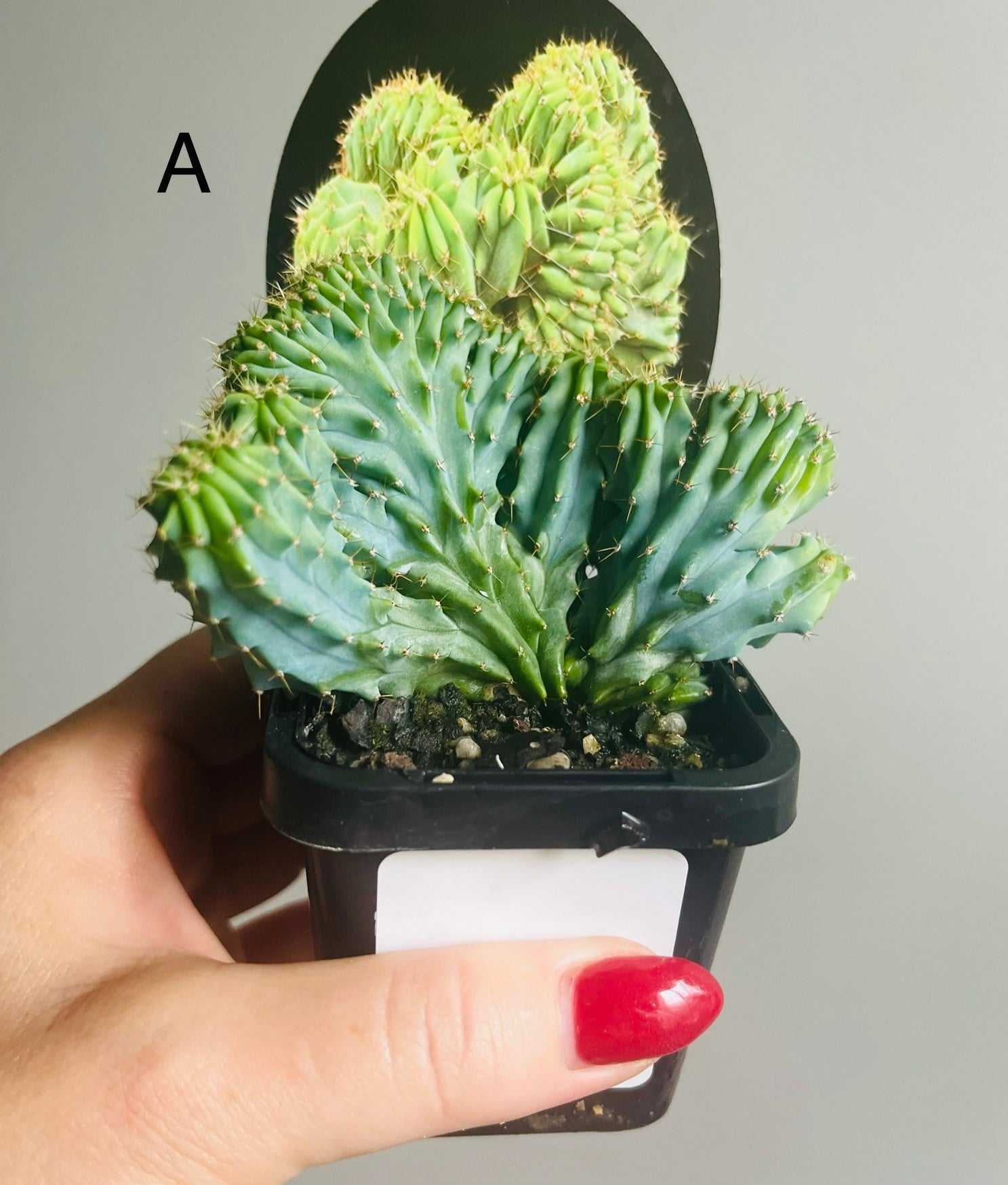 Myrtillocactus geometrizans ‘cristata’