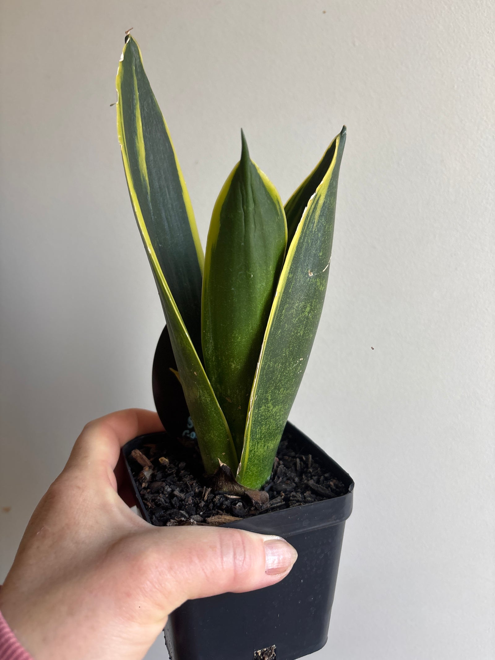 Sansevieria trifasciata - Golden Flame