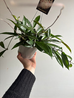 Hoya - Shepherdell Collection No. 54