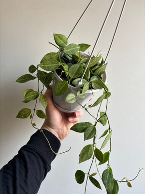 Dischidia ovata - Watermelon Dischidia